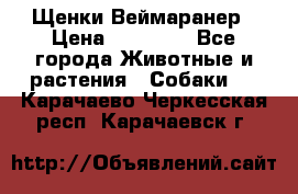 Щенки Веймаранер › Цена ­ 40 000 - Все города Животные и растения » Собаки   . Карачаево-Черкесская респ.,Карачаевск г.